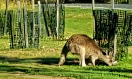 Kangaroo feeding